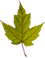 leaf-6
